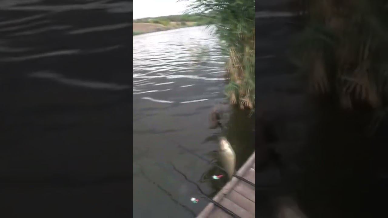 У кого было? #рыбалка #карась #fishing #shorts смотреть онлайн