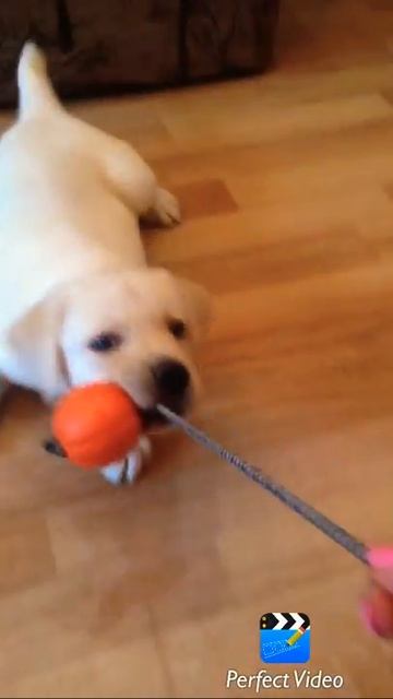 Смешная Собака смотреть онлайн