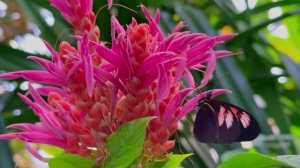 ЧУДЕСНЫЙ ТРОПИЧЕСКИЙ САД  В ОРАНЖЕРЕЕ. ЦАРСТВО ЭКЗОТИЧЕСКИХ ЦВЕТОВ И БАБОЧЕК