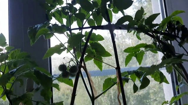 ВСЕ РАСТЕТ , ЦВЕТЕТ И ПАХНЕТ 🍒🍎🌶 смотреть онлайн