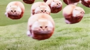 летающие коты