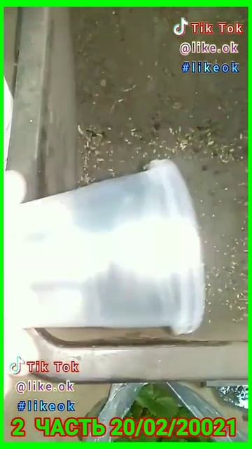 КАК Я ПОСАДИЛ КЛУБНИКУ В КОМНАТЕ смотреть онлайн