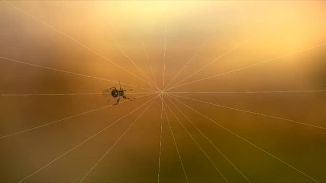 паук и паутина смотреть онлайн