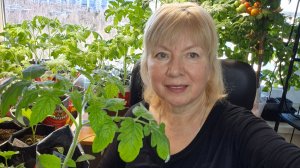 Рассада растет как на дрожжах.Поспели помидоры.Везем на дачу.Блогеры на распутье