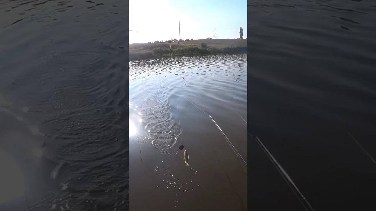 Сразу после заброса #рыбалка #fishing #shorts смотреть онлайн