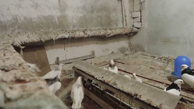 ижевские смотреть онлайн