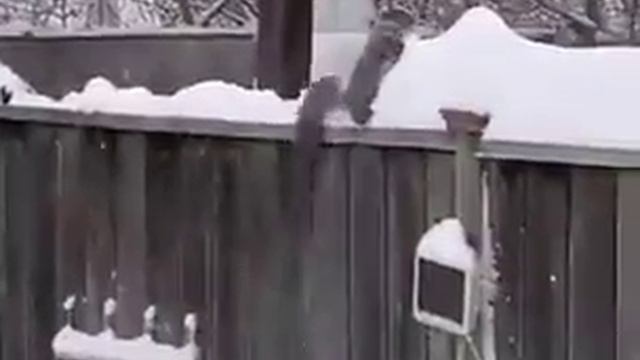 Озорная белка расчищает снег на заборе. смотреть онлайн