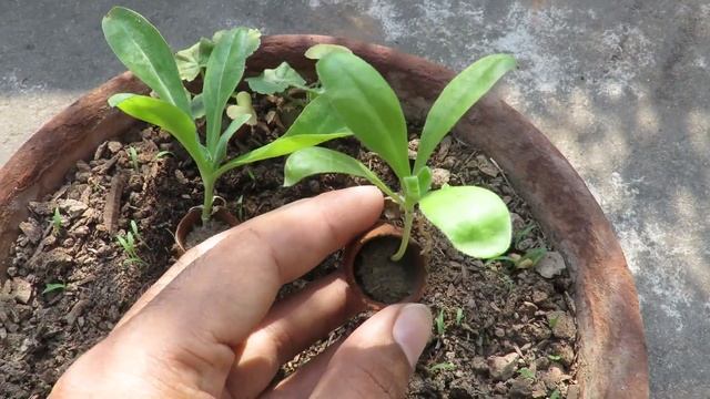 Calendula Flower / How To Grow Calendula Flower Plant / Easy to Grow Plants смотреть онлайн