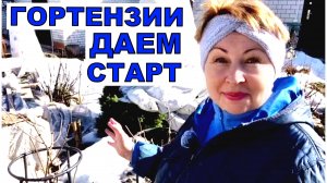 Не пропустите старт Гортензиям. Пора обрезать метельчатые и давать им пинка.