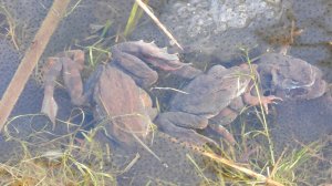 Лягушки откладывают икру, наблюдение в Новгородской области, Вяжищи, 5 апреля 2025