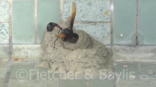 Potter wasp builds new pot #8, Malaysia. 66396.uhd смотреть онлайн