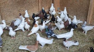 5.04.2025г Подъём Новичков и Обзор Новых Голубей👍👍👍