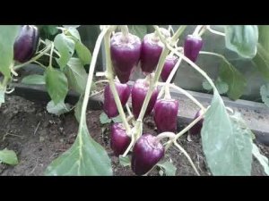 Сладкий перец "БИГ ПАПА",для новичков!#sweetpeppers #pepper #выращиваниеперца #выращивание #перец