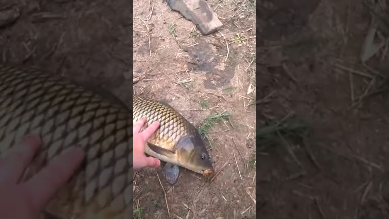 Влетел сазанчик #рыбалка #карповаяловля #fishing #shorts смотреть онлайн