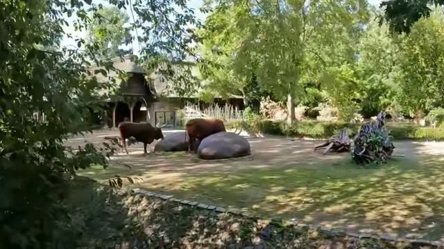 Прогулка по Берлинскому зоопарку обзор, Американский бизон буффало, Европейский буйвол, тюлени
