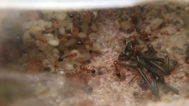 Solenopsis xyloni 8/22/2018 смотреть онлайн