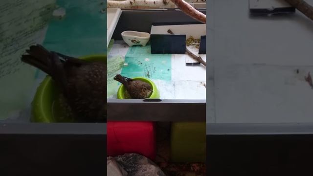 Дрозд купается, летает и возвращается домой смотреть онлайн