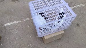 ярмарка голубей г.Узловая .05.04.25.