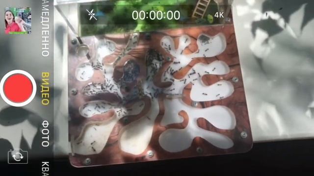 Как на iPhone одновременно снимать видео и фотографировать смотреть онлайн