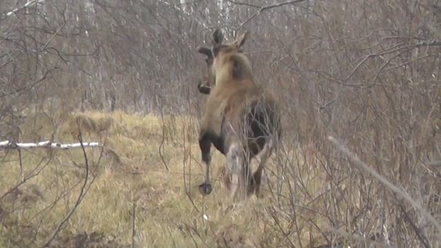 Красавец! смотреть онлайн