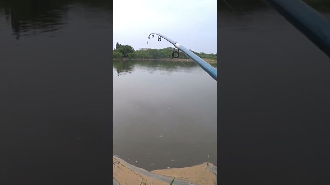 А подсак, как обычно, дома #рыбалка #удочка #shorts смотреть онлайн