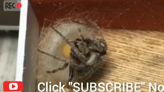 How Spiders laying their eggs! смотреть онлайн