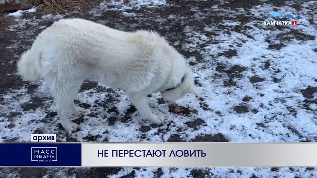 НЕ ПЕРЕСТАЮТ ЛОВИТЬ | Новости Камчатки | Масс Медиа смотреть онлайн
