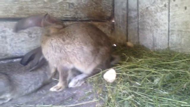 кролі 3 місяці (часть 2) смотреть онлайн