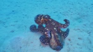 Знакомьтесь, ОСЬМИНОГИ!