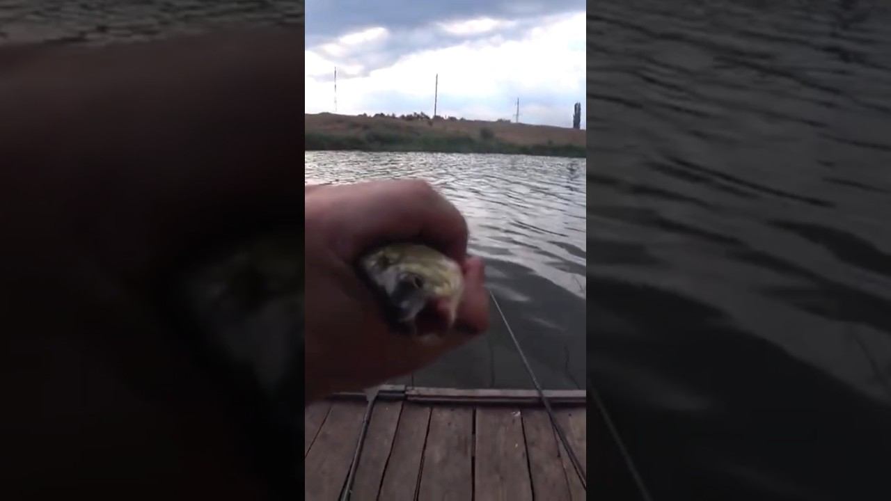 Знакомо? #карась #fishing #рыбалка #shorts смотреть онлайн