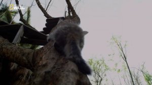 Кошачья душа 2017