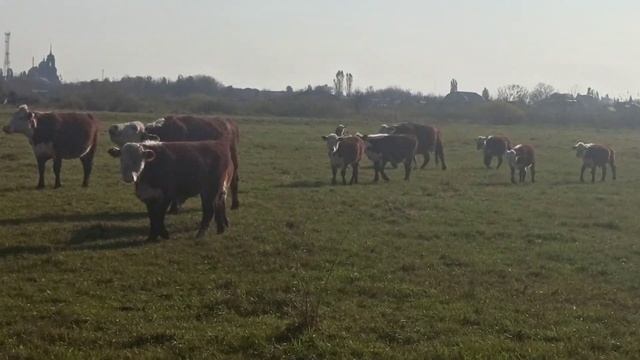 коровы бычки телята телочки на продажу город Бутурлиновка, смотреть онлайн