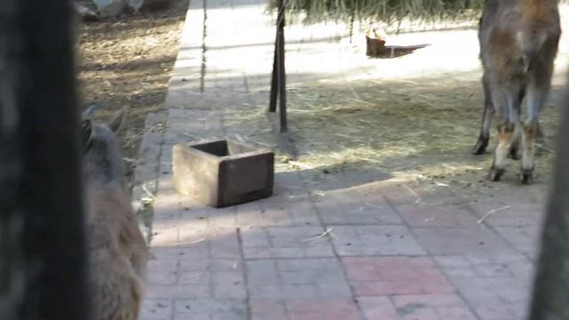 Семейство гималайских таров 19.10.2020 смотреть онлайн