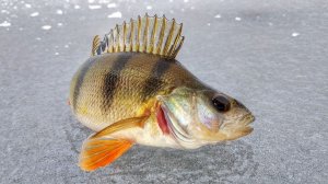 Как выбрать балансир на окуня? Лучшие балансиры