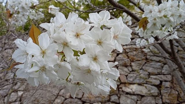 Цветение сакуры. Крым. 03.04.25. смотреть онлайн