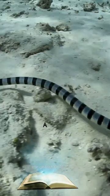 Sea kraits смотреть онлайн
