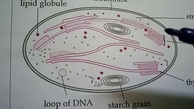 Chloroplast structure||Short notes||NEET, NVS, KVS, Biology 10th@Happy learning смотреть онлайн