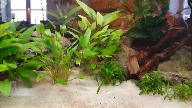 150l (40 gal) Asia Tank - "Tree of Life" смотреть онлайн