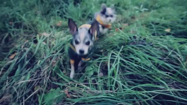 Прощаюсь с YouTube? Важные новости о канале и питомцах 💔📹 смотреть онлайн