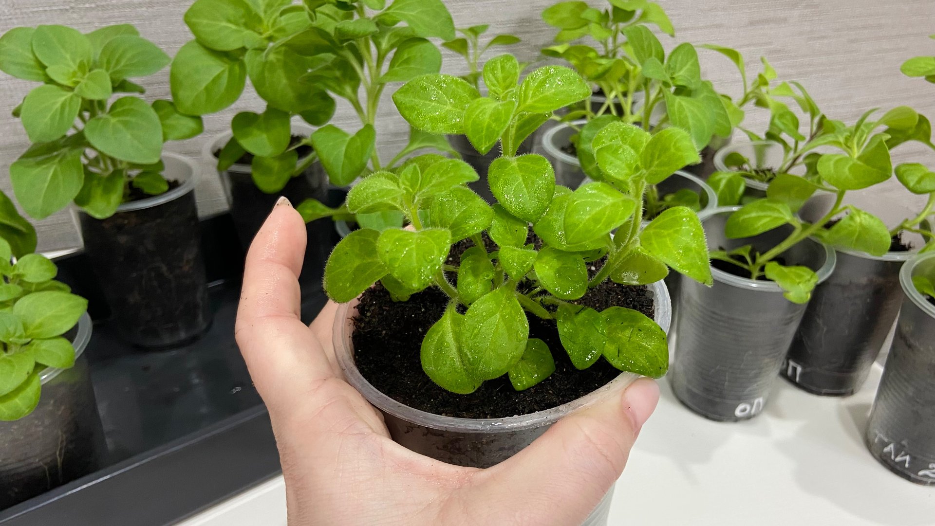 Пересадка петунии тайдал в больший объем ( 500 мл.) смотреть онлайн