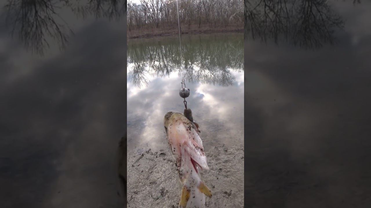 Щука на Lucky John Tioga #рыбалка #джиг #спиннинг #shorts смотреть онлайн