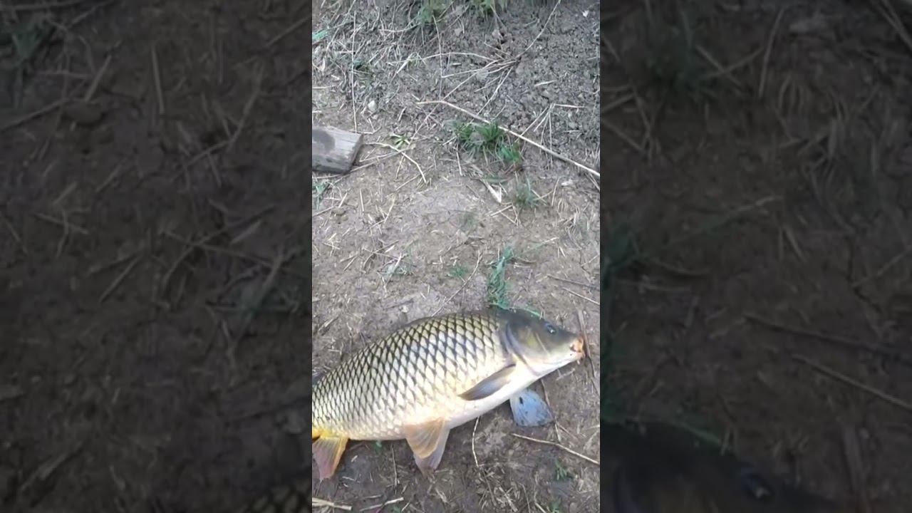 Вечерний сазан #рыбалка #карповаяловля #fishing #shorts смотреть онлайн
