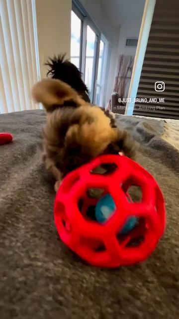 Bruno plays with his Babble Ball смотреть онлайн