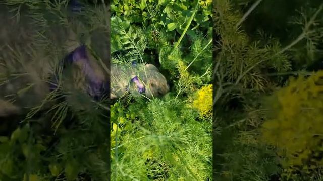 Сурок Тошка добывает еду#вмиреживотных#прикольныеживотные#домашнийсурок#ручнойсурок смотреть онлайн