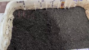 Сажаем Семена помидоров в ящик на рассаду, для дальнейшей пикировки в отдельные ёмкости.