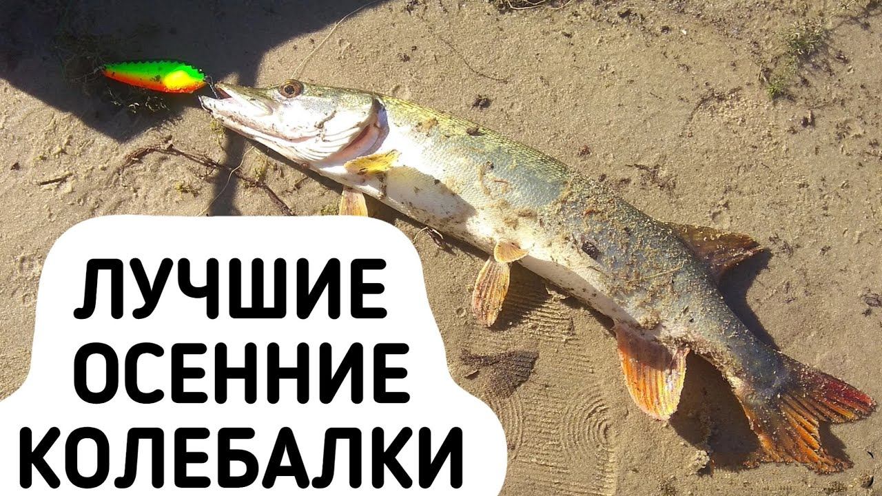 ЛУЧШИЕ на ЩУКУ. Осенние колеблющиеся блёсны смотреть онлайн