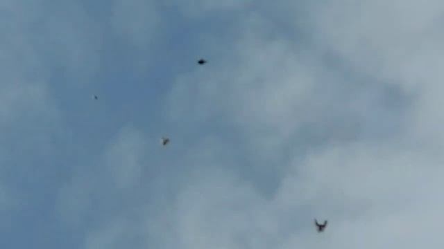 Николаевские голуби Донецкая область