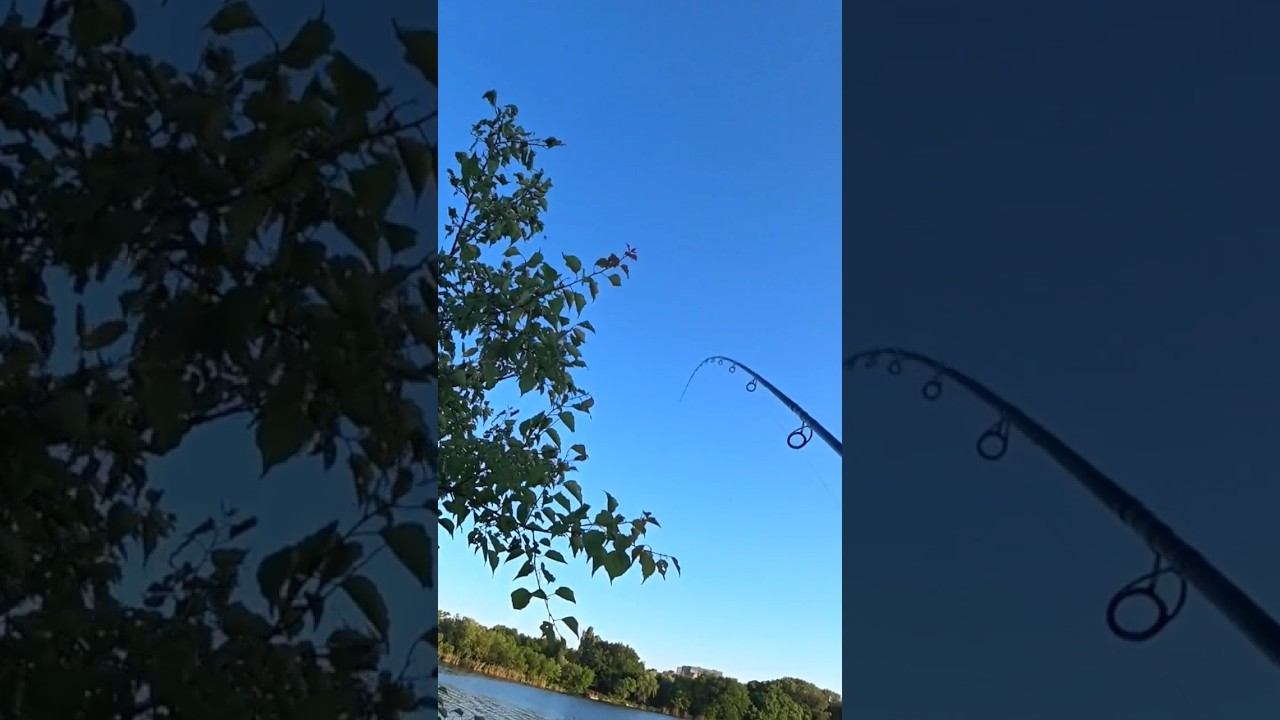Рыбалка на фидер #рыбалка #fishing #фидер #shorts смотреть онлайн