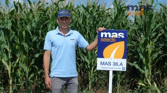 MAS 36.A - гібрид кукурудзи MAS Seeds. смотреть онлайн