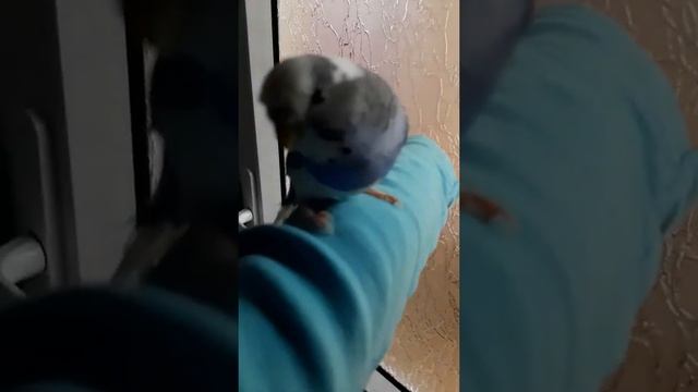 Кеша учиться сидеть на руке у хазяйки смотреть онлайн